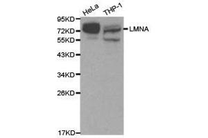 Western Blotting (WB) image for anti-Lamin A/C (LMNA) antibody (ABIN1873552)