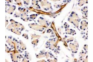 IHC testing of FFPE mouse pancreas with DARPP-32 antibody. (DARPP32 Antikörper)