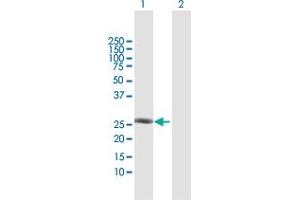 Western Blot analysis of TAF10 expression in transfected 293T cell line by TAF10 MaxPab polyclonal antibody. (TAF10 Antikörper  (AA 1-218))