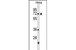 GALNT13 Antibody (Center) (ABIN1539681 and ABIN2849709) western blot analysis in Hela cell line lysates (35 μg/lane). (GALNT13 Antikörper  (AA 252-281))