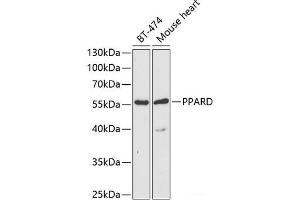 Western blot analysis of extracts of various cell lines using PPARD Polyclonal Antibody at dilution of 1:1000.