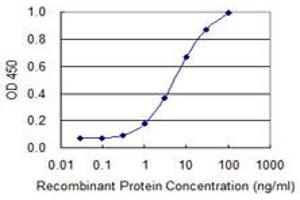 Detection limit for recombinant GST tagged BGLAP is 0. (Osteocalcin Antikörper  (AA 52-100))