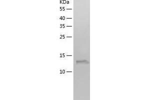 Western Blotting (WB) image for WAP Four-Disulfide Core Domain 2 (WFDC2) (AA 31-124) protein (His tag) (ABIN7125722) (WFDC2 Protein (AA 31-124) (His tag))