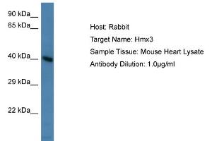 Host: Rabbit Target Name: Hmx3 Sample Type: Mouse Heart lysates Antibody Dilution: 1. (HMX3 Antikörper  (Middle Region))