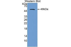 Western Blotting (WB) image for anti-CD40 Ligand (CD40LG) (AA 111-261) antibody (ABIN1858307) (CD40 Ligand Antikörper  (AA 111-261))