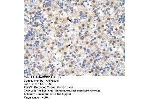 Human Liver (TARDBP Antikörper  (N-Term))