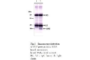 Immunoprecipitation (IP) image for anti-Small Nuclear Ribonucleoprotein Polypeptide C (SNRPC) (full length) antibody (ABIN2452159) (SNRPC Antikörper  (full length))