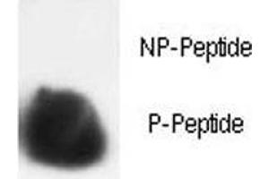 Dot blot analysis of phospho-Histone H3 antibody.