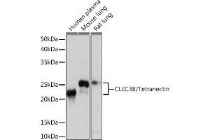 CLEC3B Antikörper