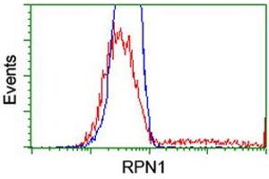 HEK293T cells transfected with either RC201554 overexpress plasmid (Red) or empty vector control plasmid (Blue) were immunostained by anti-RPN1 antibody (ABIN2455098), and then analyzed by flow cytometry.