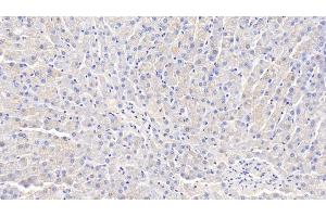 Detection of ADPN in Canine Liver Tissue using Polyclonal Antibody to Adiponectin (ADPN) (ADIPOQ Antikörper  (AA 18-244))