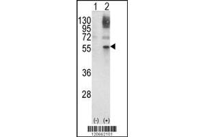 Western blot analysis of GATA2 using rabbit polyclonal GATA2 Antibody using 293 cell lysates (2 ug/lane) either nontransfected (Lane 1) or transiently transfected with the GATA2 gene (Lane 2). (GATA2 Antikörper  (AA 262-288))