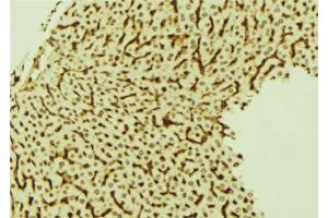ABIN6274022 at 1/100 staining Mouse liver tissue by IHC-P. (LRP1 Antikörper  (C-Term))
