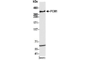 Western Blotting (WB) image for anti-Pericentriolar Material 1 (PCM1) (AA 1925-1975) antibody (ABIN7450548) (PCM1 Antikörper  (AA 1925-1975))