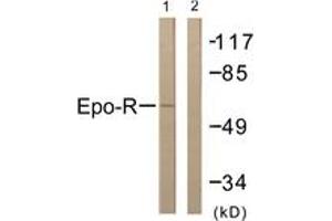 Western blot analysis of extracts from COS7 cells, treated with EPO 20U/ml 15', using Epo-R (Ab-368) Antibody. (EPOR Antikörper  (AA 341-390))