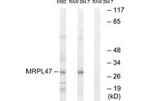 Western Blotting (WB) image for anti-Mitochondrial Ribosomal Protein L47 (MRPL47) (AA 191-240) antibody (ABIN2890057) (MRPL47 Antikörper  (AA 191-240))