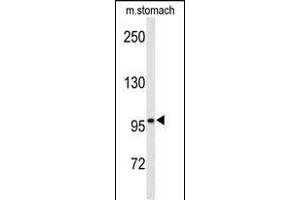 Western blot analysis of EphB3 Antibody (ABIN652365 and ABIN2841733) in mouse stomach tissue lysates (35 μg/lane).