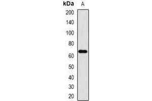 Western blot analysis of FMO3 expression in mouse liver (A) whole cell lysates. (FMO3 Antikörper)
