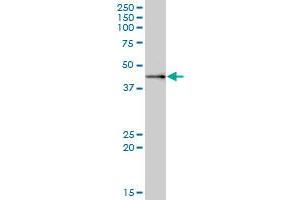MRPS9 MaxPab polyclonal antibody. (MRPS9 Antikörper  (AA 1-396))