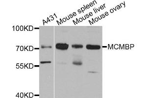 Western blot analysis of extract of various cells, using MCMBP antibody. (MCMBP Antikörper)