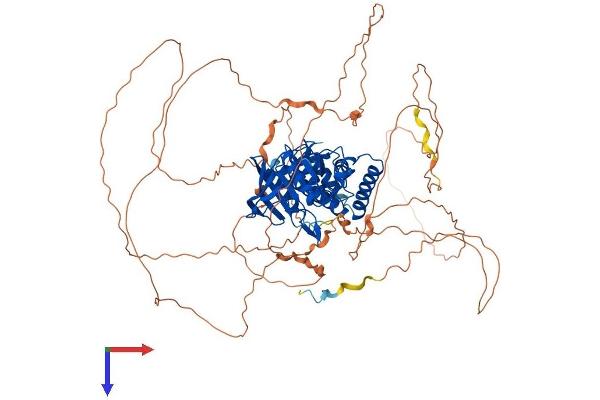 PTPN22 Protein (AA 1-807) (His tag)