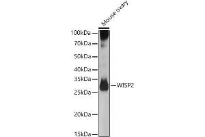 Western blot analysis of extracts of Mouse ovary, using WISP2 antibody (ABIN6128929, ABIN6150227, ABIN6150229 and ABIN6223338) at 1:500 dilution.