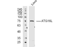 Lane 1: Lovo lysates probed with ATG16L Polyclonal Antibody, Unconjugated  at 1:300 overnight at 4˚C. (ATG16L1 Antikörper  (AA 501-607))