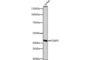 Western blot analysis of extracts of Jurkat cells, using FOXP3 Rabbit mAb (ABIN7267248) at 1:1000 dilution. (FOXP3 Antikörper)