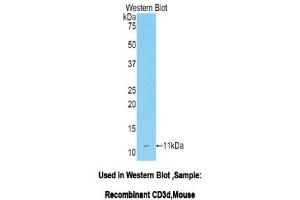 Western Blotting (WB) image for anti-CD3d Molecule, delta (CD3-TCR Complex) (CD3D) (AA 22-104) antibody (ABIN1175136) (CD3D Antikörper  (AA 22-104))