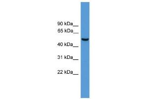WB Suggested Anti-Atf2 Antibody Titration:  0. (ATF2 Antikörper  (N-Term))