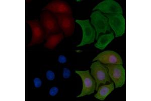 ABIN6255378 and ABIN6267700 staining Hela cells by IF/ICC. (HDAC5 Antikörper  (pSer498))