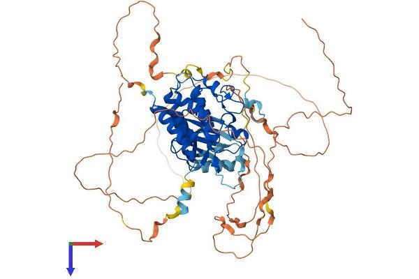 TESK1 Protein (AA 1-626) (His tag)