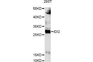 Western blot analysis of extracts of 293T cells, using IDI2 antibody (ABIN6293245) at 1:3000 dilution. (IPP Isomerase 2 Antikörper)