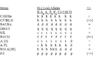 ELISA image for anti-MHC Class I H-2KdDd antibody (Biotin) (ABIN953423) (MHC Class I H-2KdDd Antikörper (Biotin))