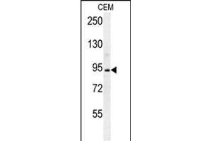 BCAN Antibody (C-term) (ABIN652096 and ABIN2840547) western blot analysis in CEM cell line lysates (35 μg/lane). (BCAN Antikörper  (C-Term))