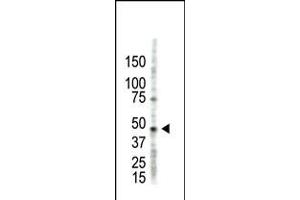 Antibody is used in Western blot to detect PRMT2 in HL60 cell lysate. (PRMT2 Antikörper  (N-Term))