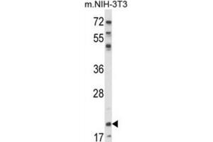 Western Blotting (WB) image for anti-Nuclear Import 7 Homolog (NIP7) antibody (ABIN3003870) (NIP7 Antikörper)