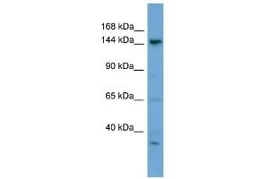 WB Suggested Anti-GNPTAB Antibody Titration:  0.