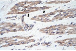 Human Muscle; MANSC1 antibody - N-terminal region in Human Muscle cells using Immunohistochemistry (MANSC1 Antikörper  (N-Term))