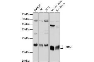 Western blot analysis of extracts of various cell lines, using KRAS antibody (ABIN3021676, ABIN3021677, ABIN3021678, ABIN1513137 and ABIN1514282) at 1:1000 dilution.