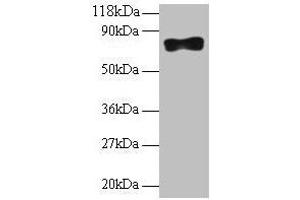 Western blot All lanes: Samhd1 antibody at 2 μg/mL + 293T whole cell lysate Secondary Goat polyclonal to rabbit IgG at 1/10000 dilution Predicted band size: 76, 75 kDa Observed band size: 76 kDa (SAMHD1 Antikörper  (AA 426-657))