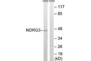Western Blotting (WB) image for anti-NDRG Family Member 3 (NDRG3) (AA 206-255) antibody (ABIN2890538) (NDRG3 Antikörper  (AA 206-255))
