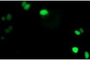 Anti-LENG1 mouse monoclonal antibody (ABIN2454711) immunofluorescent staining of COS7 cells transiently transfected by pCMV6-ENTRY LENG1 (RC204931). (Leng1 Antikörper)