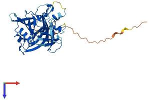 NUDT17 Protein (AA 1-328) (His tag)