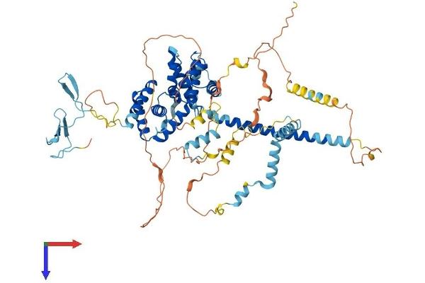 BRF1 Protein (AA 1-677) (His tag)