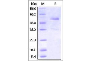 SDS-PAGE (SDS) image for Tumor Necrosis Factor Receptor Superfamily, Member 25 (TNFRSF25) (AA 20-203) protein (Fc Tag) (ABIN2870800)