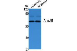 Western Blotting (WB) image for anti-Angiopoietin-Like 1 (ANGPTL1) (N-Term) antibody (ABIN3187611)