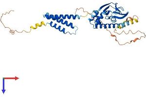 BVES Protein (AA 1-358) (His tag)