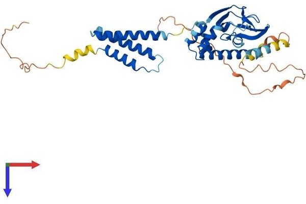 BVES Protein (AA 1-358) (His tag)
