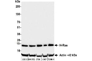 Western Blotting (WB) image for anti-HRas proto-oncogene, GTPase (HRAS) (AA 50-100) antibody (ABIN7795770)